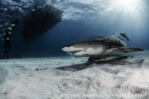 Standing in the shadows and waiting for more sharks to ar... by Steven Anderson 